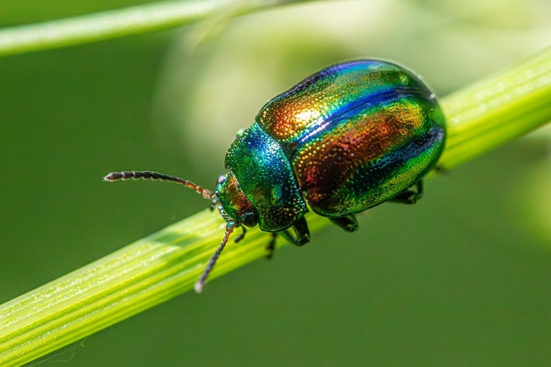 Identifying Common Pests