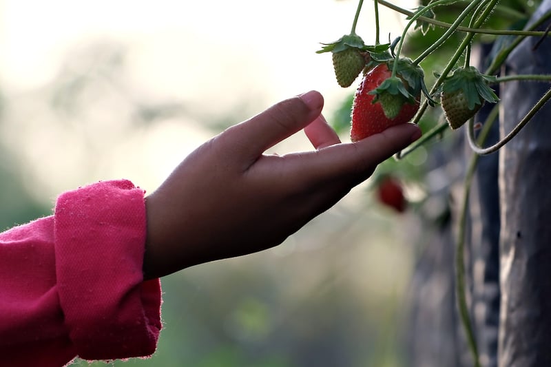 Picking the Ideal Plants