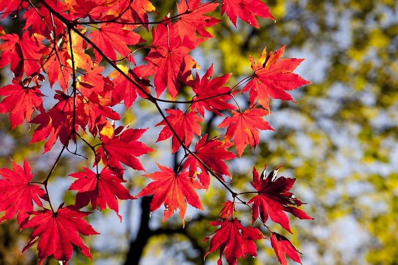 Autumn Garden