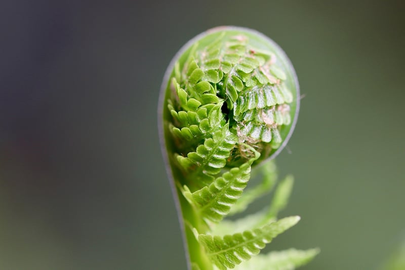 Fern in partial shade