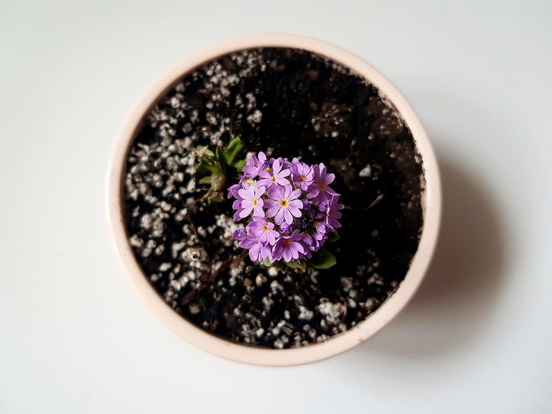 Gardening Crafts