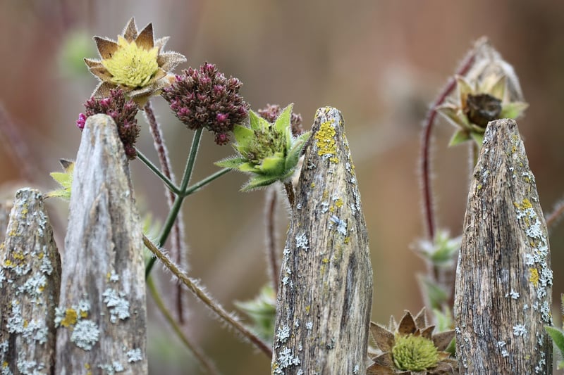 Plants in a garden