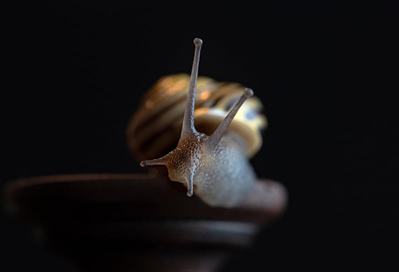 Snail in Garden