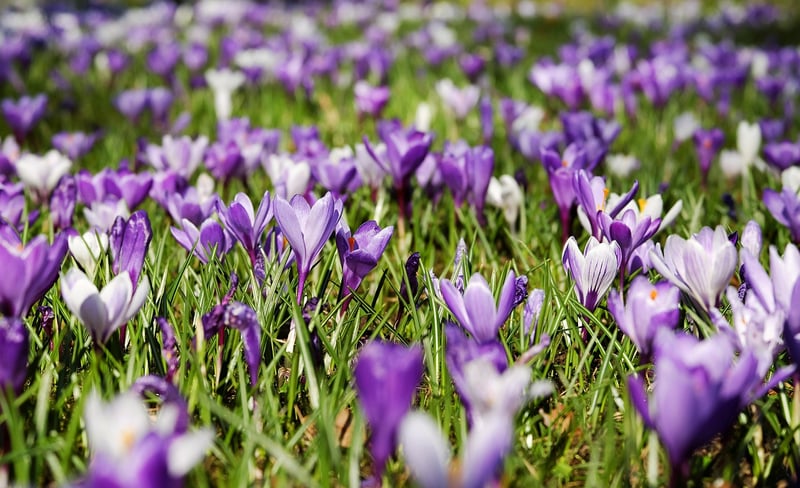 Spring Flowers